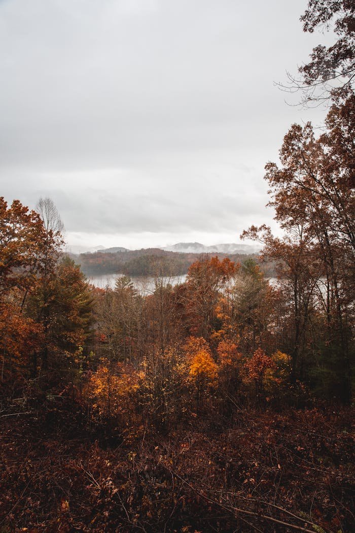 Photo Of Trees